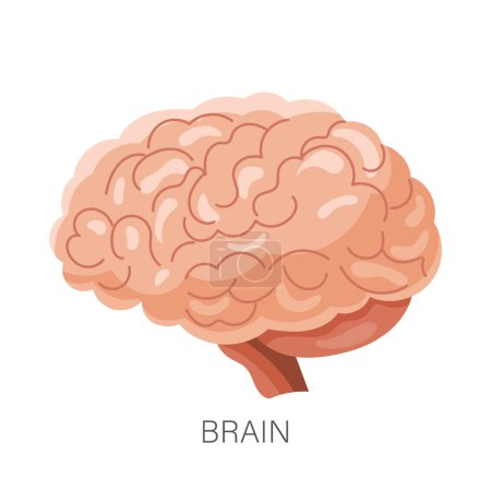 Cerebro humano. Órgano interno, anatomía humana. Salud y medicina. Ilustración, vector