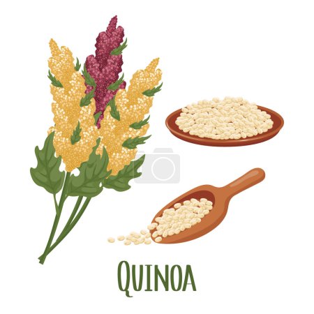 Set Quinoa-Körner und Stacheln. Quinoa-Pflanze, Quinoa-Körner auf einem Teller, Löffel. Landwirtschaft, Lebensmittel, Gestaltungselemente, Vektor