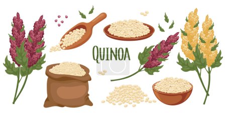Téléchargez les illustrations : Ensemble de grains de quinoa et d'épillets. Plante de quinoa, grains de quinoa dans une assiette, cuillère et sac. Agriculture, alimentation, éléments de conception, vecteur - en licence libre de droit