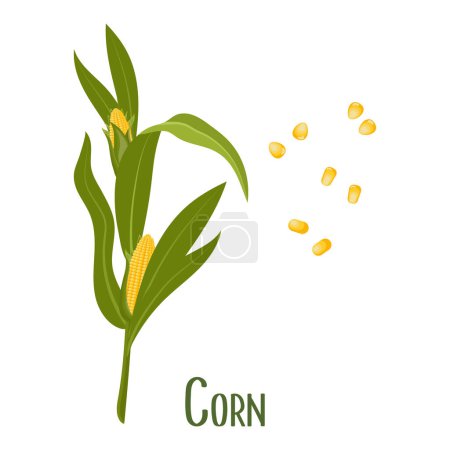 Set aus Maiskörnern und Maiskolben. Maispflanze, Zuckermais, Maiskörner. Landwirtschaft, Lebensmittel-Ikonen, Vektor