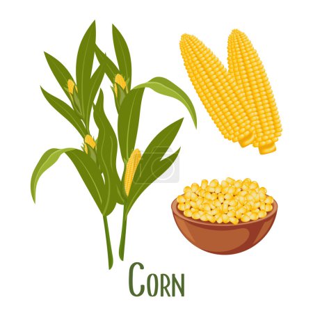 Conjunto de granos de maíz y espigas de maíz. Planta de maíz, maíz dulce, mazorcas de maíz, granos de maíz en un plato. Agricultura, iconos alimentarios, vector