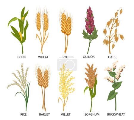 Conjunto de cereales, plantas de grano. Trigo, centeno, avena, arroz, trigo sarraceno, maíz, quinua, sorgo, cebada, mijo, espiguillas. Cosecha, agricultura. Ilustración, vector