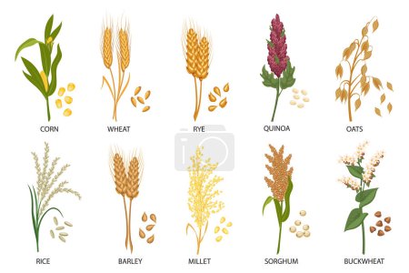 Conjunto de cereales, plantas de grano. Trigo, centeno, avena, arroz, trigo sarraceno, maíz, quinua, sorgo, cebada, mijo, espiguillas. Cosecha, agricultura. Ilustración, vector