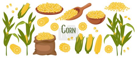 Conjunto de granos de maíz y espiguillas. Planta de maíz, maíz dulce, mazorcas de maíz, granos de maíz en un plato, cuchara y bolsa. Agricultura, iconos alimentarios, vector
