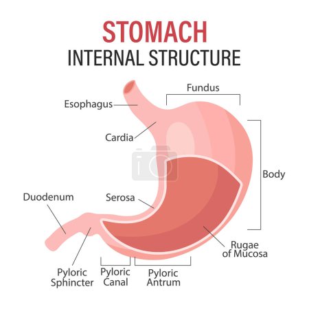 Téléchargez les illustrations : Anatomie de l'estomac humain, affiche médicale avec diagramme détaillé de la structure de l'estomac interne. Bannière d'infographie médicale. Vecteur - en licence libre de droit