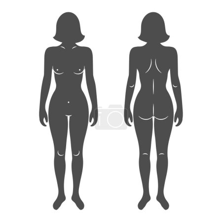 Silhouetten des weiblichen menschlichen Körpers, Vorder- und Rückansichten. Anatomie. Medizin und Konzept. Abbildung, Vektor
