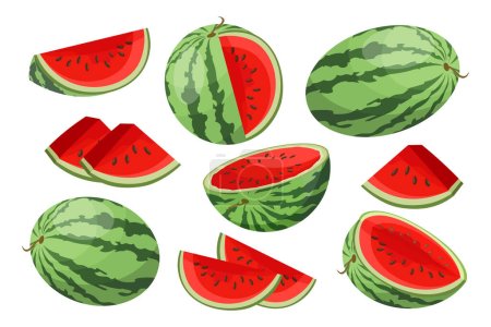 Vektor für Wassermelonen Set, ganze und geschnittene Wassermelonen isoliert auf weißem Hintergrund. Fruchtveranschaulichung, Vektor - Lizenzfreies Bild