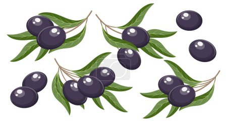 Téléchargez les illustrations : Ensemble de brindilles aux olives et feuilles noires. Illustration, éléments décoratifs, vecteur - en licence libre de droit