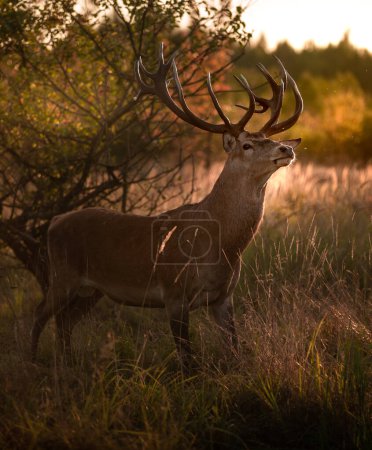Noble deer with majestic antlers in serene nature