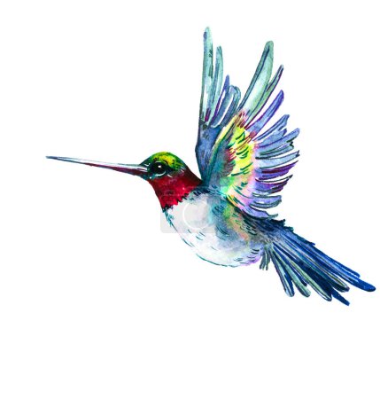 Téléchargez les photos : Aquarelle Oiseau Colibri Volant à la main Dessiné Jardin d'été isolé sur fond blanc - en image libre de droit