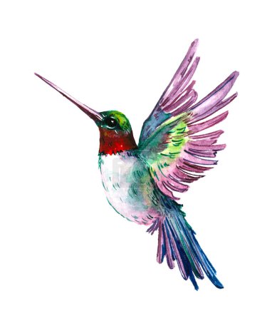 Aquarell Vogel Kolibri Fliegende Hand gezeichnet Sommer Garten isoliert auf weißem Hintergrund