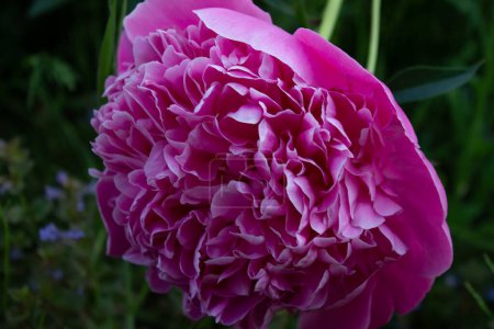 Photo for Pink peonies in the garden - Royalty Free Image