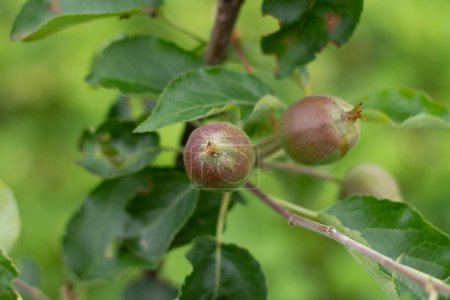 Foto de Pequeño manzano. Las manzanas verdes jóvenes sobre la rama - Imagen libre de derechos
