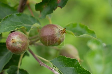 Foto de Pequeño manzano. Las manzanas verdes jóvenes sobre la rama - Imagen libre de derechos