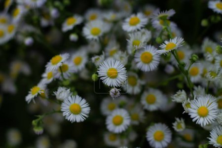 Photo for Bouquet of a large number of small daisies. White chamomile - Royalty Free Image