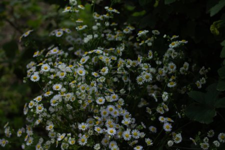 Photo for Bouquet of a large number of small daisies. white chamomile - Royalty Free Image