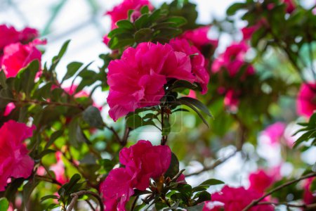 Foto de Abrazo vibrante de resortes: Azalea rosa florece en plena gloria - Imagen libre de derechos