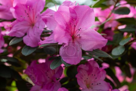 Springs Vibrant Embrace: Pink Azalea Blooms in Full Glory
