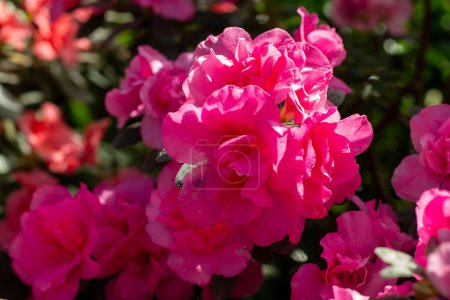 Springs Vibrant Embrace: Pink Azalea Blooms in Full Glory