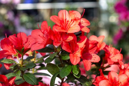 Foto de Azalea de color rojo profundo florece en medio de follaje verde vibrante cautivar a los espectadores - Imagen libre de derechos