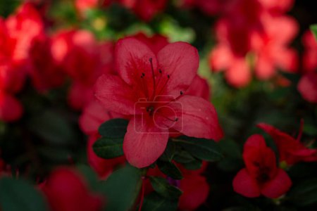 Deep red azalea blooms amidst vibrant green foliage captivate viewers