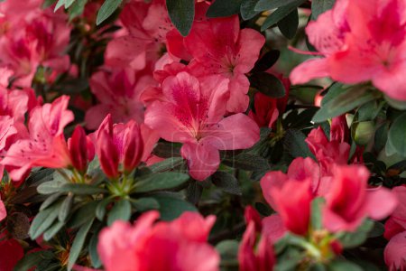 Deep red azalea blooms amidst vibrant green foliage captivate viewers