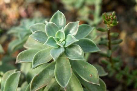 A vibrant green succulent nestled among warm, smooth stones.