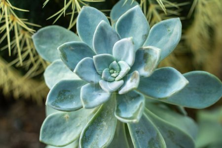 A vibrant green succulent nestled among warm, smooth stones.
