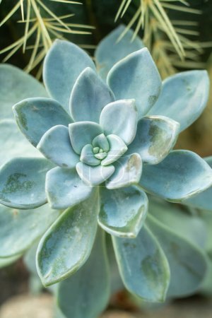 Photo for A vibrant green succulent nestled among warm, smooth stones. - Royalty Free Image