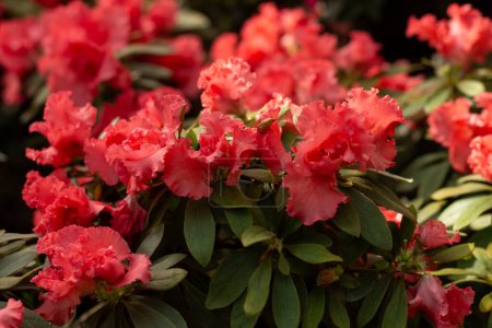 A cluster of vivid pink azaleas bursting with color and life.