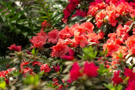 Photo for A cluster of vivid pink azaleas bursting with color and life. - Royalty Free Image