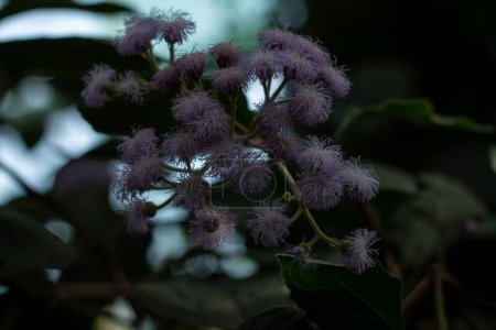 Photo for A striking spray of purple fuzzy flowers amidst dark foliage. - Royalty Free Image