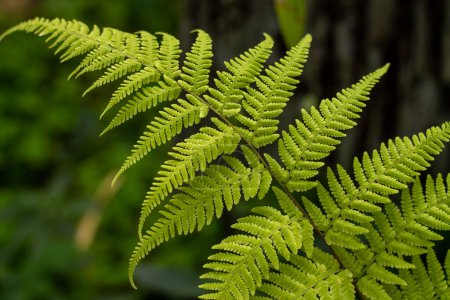 Soft, feather-like fern fronds creating a delicate green pattern.