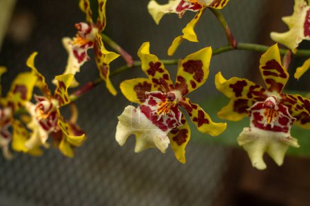 Gelbe und rot gefleckte Orchideen präsentieren ihren einzigartigen Charme und ihre Schönheit.