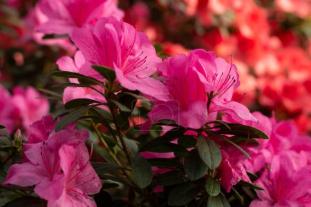 Photo for A cluster of vivid pink azaleas bursting with color and life. - Royalty Free Image