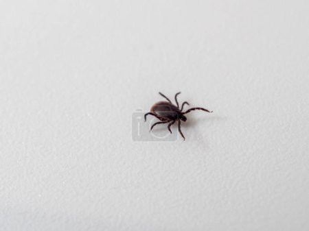 Tick on a white background. Dog tick. Close-up.