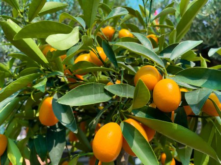 Tangerines, fresh and ripe, on a tangerine tree. Mandarins on a branch.