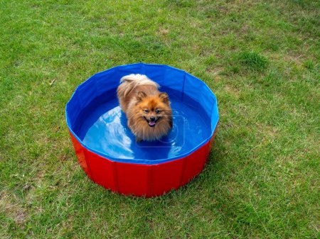 Perro en la piscina de perros en el césped verde. Spitz perro en la piscina.