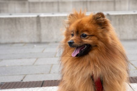 Portrait of a red Spitz dog on a walk. Red dog close-up.