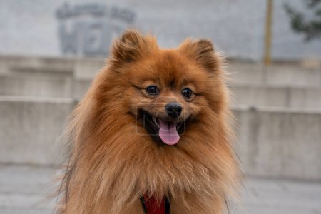 Porträt eines roten Spitz-Hundes beim Gassigehen. Roter Hund aus nächster Nähe.