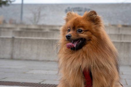 Portrait of a red Spitz dog on a walk. Red dog close-up.