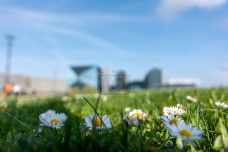 Green lawn with chamomile flowers against the backdrop of a blurred city. Green lawn against the backdrop of the city.
