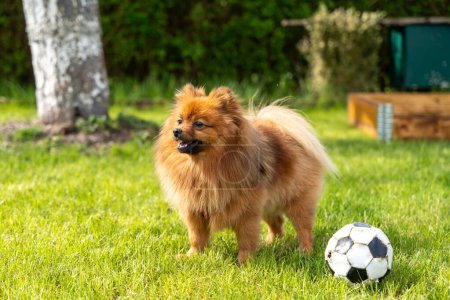 Un perro Spitz rojo juega en la hierba con una pelota. Un perro jugando con una pelota.
