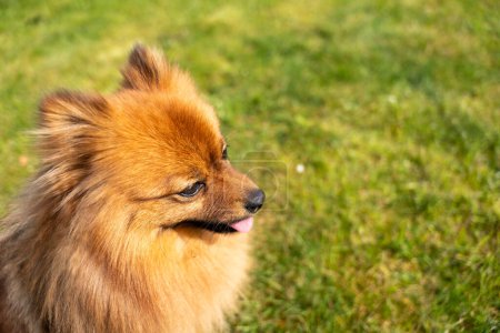 Porträt eines roten Hundes der Rasse Spitz auf dem grünen Gras. Ein Hund auf grünem Gras.