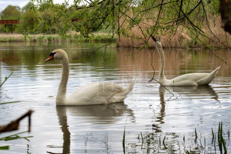 Los cisnes nadan en el estanque. Cisnes blancos en un parque en el agua.
