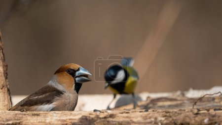 Photo for The colorful hawfinch (Coccothraustes coccothraustes) - Royalty Free Image