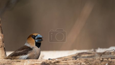 Photo for The colorful hawfinch (Coccothraustes coccothraustes) - Royalty Free Image