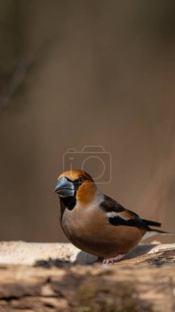 Photo for The colorful Hawfinch (Coccothraustes coccothraustes) on a branch - Royalty Free Image