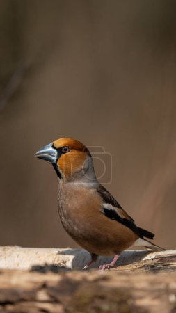 Photo for The colorful Hawfinch (Coccothraustes coccothraustes) on a branch - Royalty Free Image