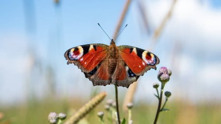 Colorful Peacock butterfly (Aglais io) sits on meadow flowers on background blue sky